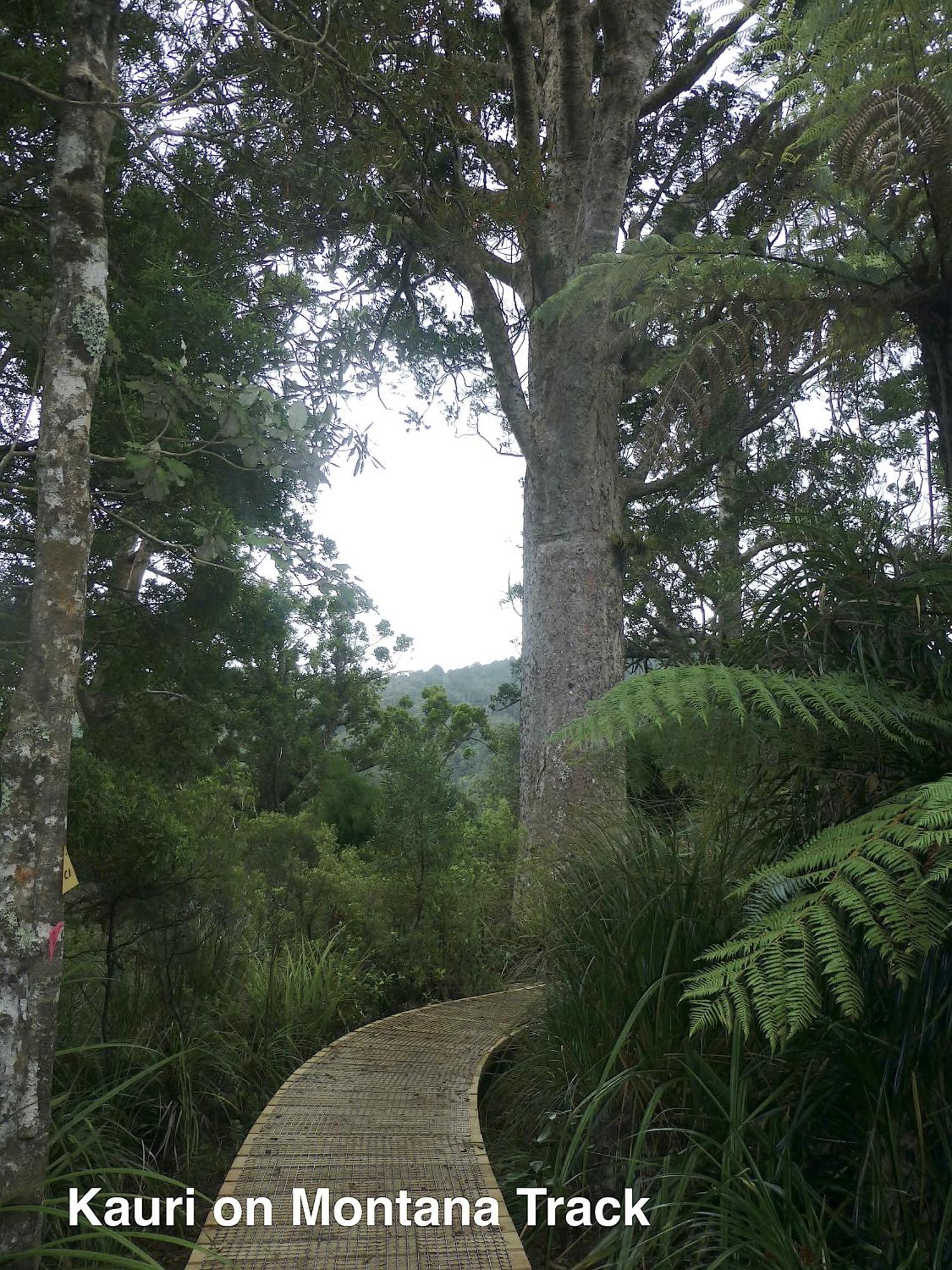 Bethells Beach Te Henga Hideawayヴィラ エクステリア 写真